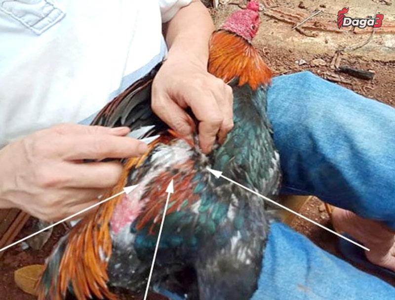 Chăm sóc lông gà đá trong điều kiện thời tiết khắc nghiệt