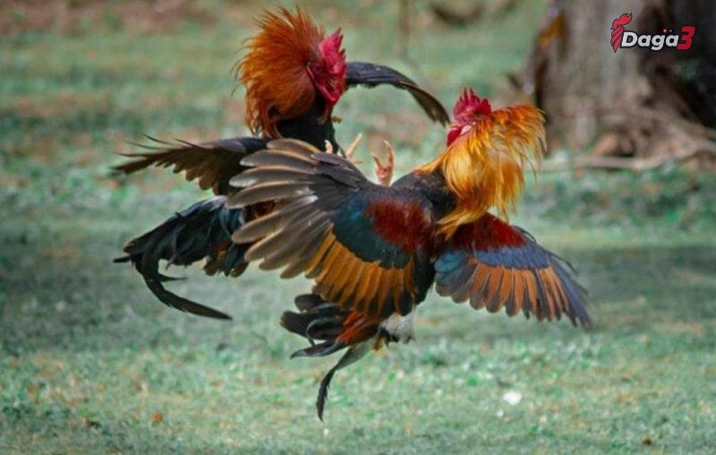 Lưu ý khi áp dụng cách làm cổ gà chọi to