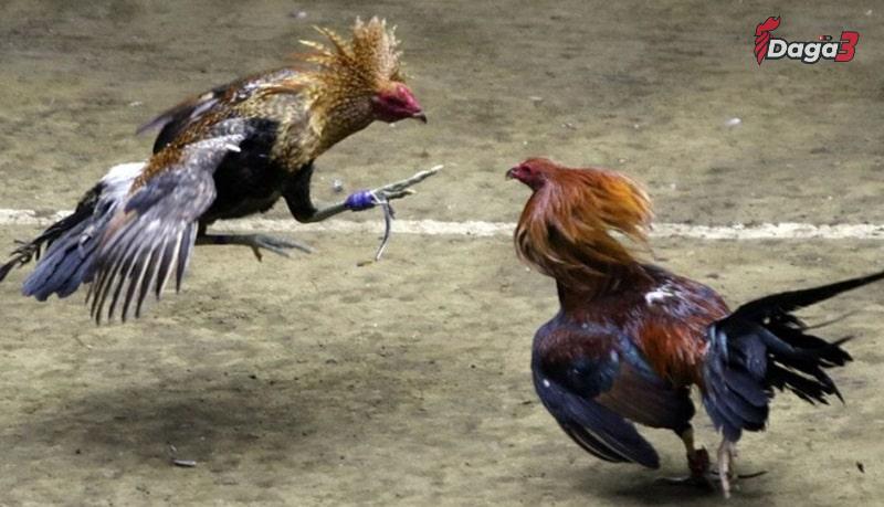 Hãy chọn nhà cái uy tín được Đá Gà TV giới thiệu để cá cược