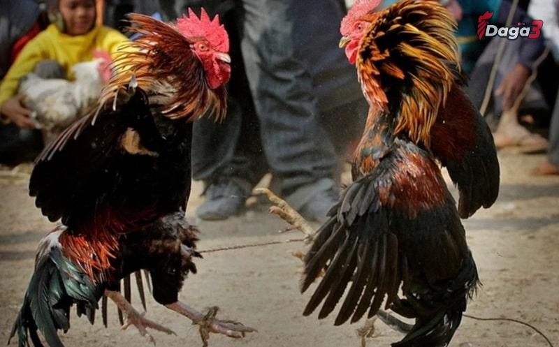 Gà cựa Nhật Nguyện có những đòn đá cực hiểm