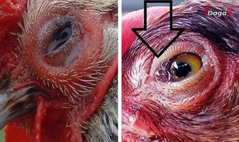 Cách điều trị bệnh gà sưng phù đầu