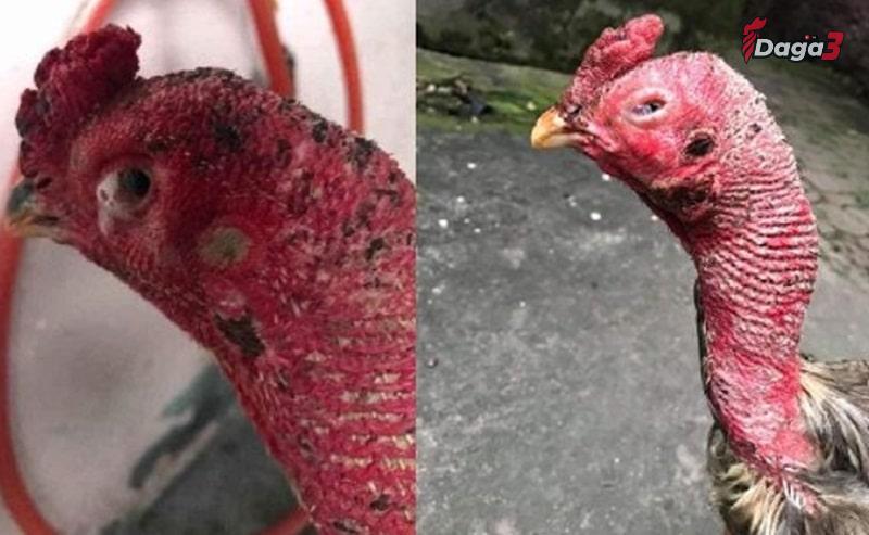 Cách phòng tránh bệnh gà sưng phù đầu