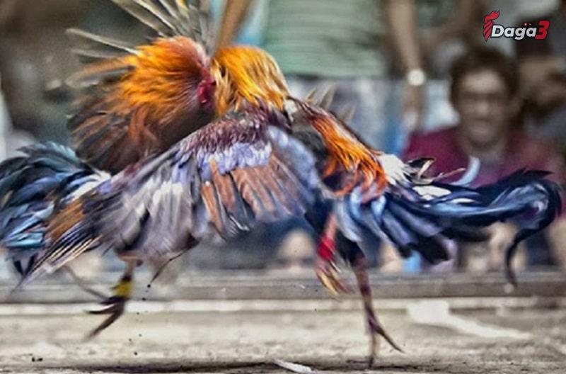 Hướng dẫn chăm sóc gà đòn Thái Lan đúng cách