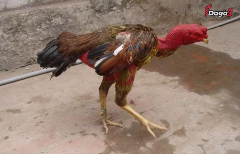 Nguyên nhân làm gà chọi yếu chân