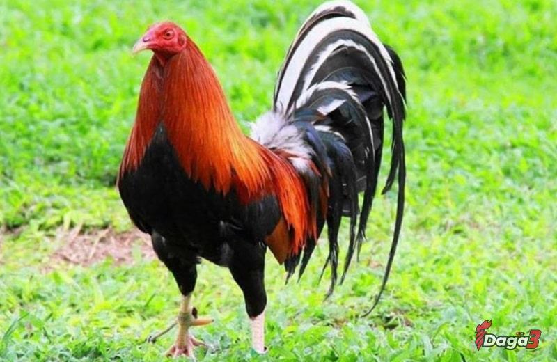 Giống gà đá cựa sắt Kelso cực kỳ nổi tiếng