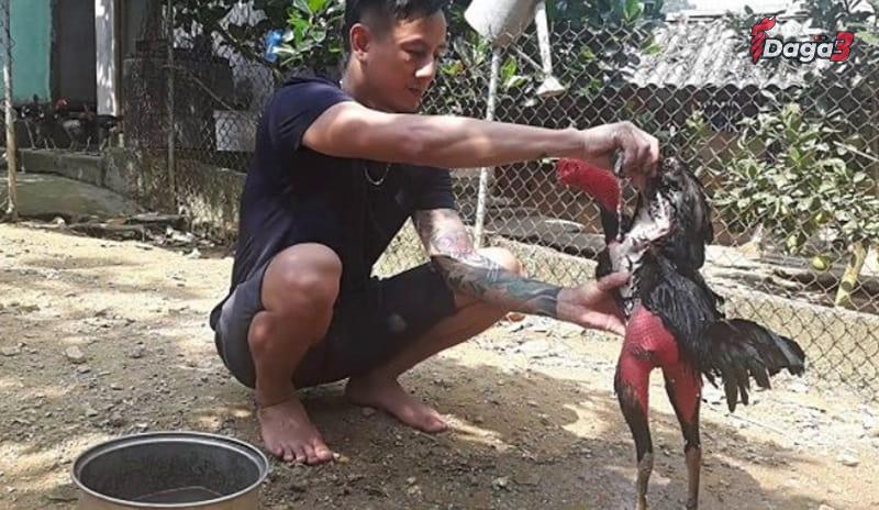 Cách làm nước cho gà chọi trước khi thả gà