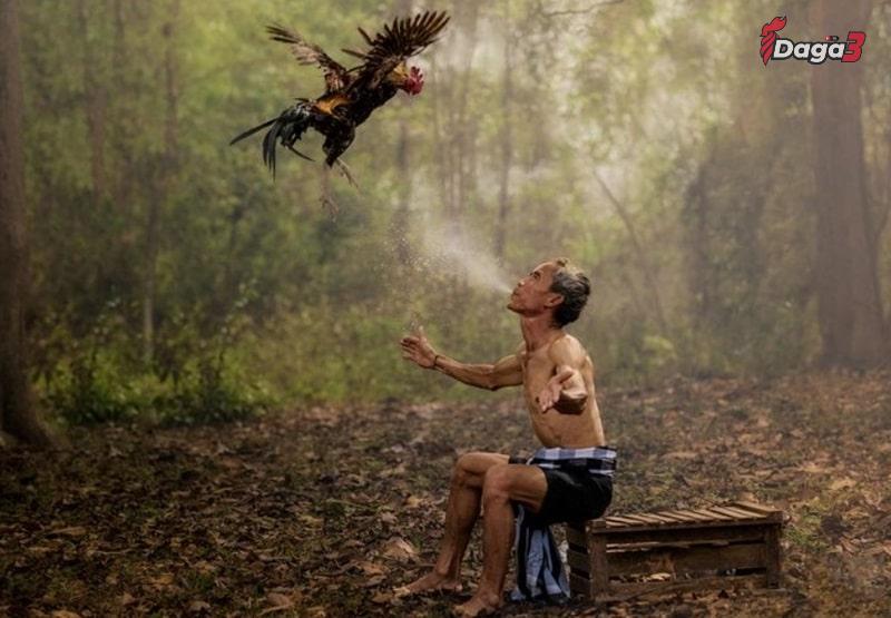 Cách làm nước cho gà chọi sau khi trận đấu kết thúc