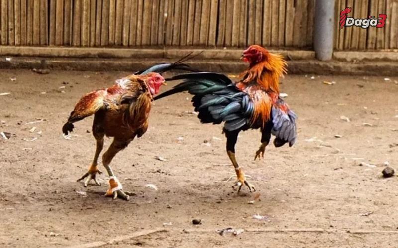 Cách bảo dưỡng cựa gà cho chiến kê sau khi mài