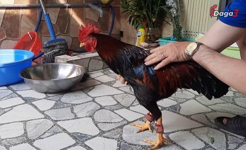 Chọn giống gà luôn là bước quan trọng nhất trong cách nuôi gà mau tới pin