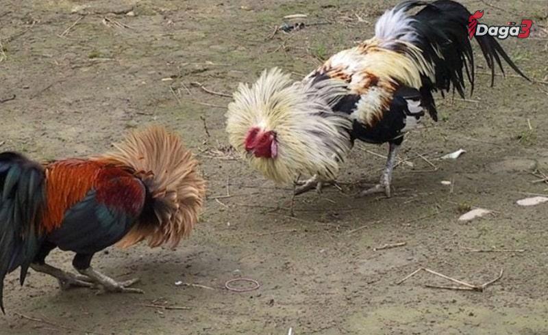 Vì sao cần trộn ngũ cốc cho gà đá?