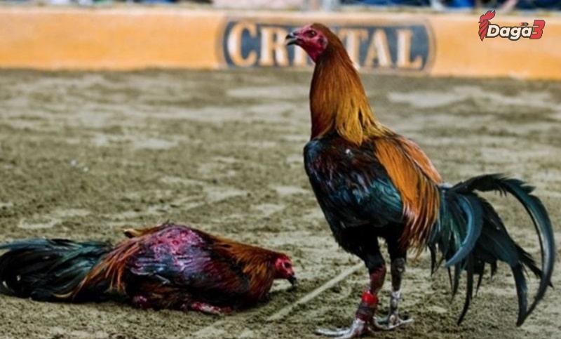 Gà Peru có nhiều đặc điểm nôi bật