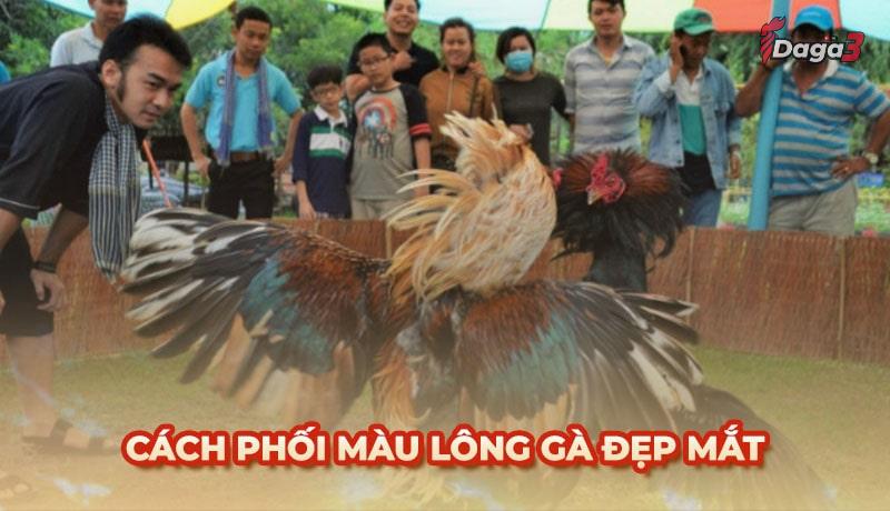 Cách phối màu lông gà đẹp mắt, tạo ra màu lông cực hiếm