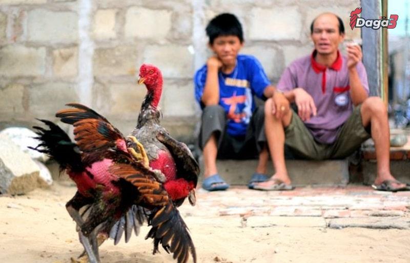 Cách phối màu lông gà cực đẹp nên học ngay