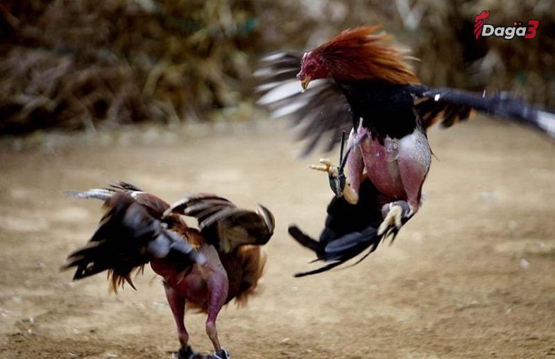 Các kỹ thuật cần có trong cách thả gà đá cựa sắt