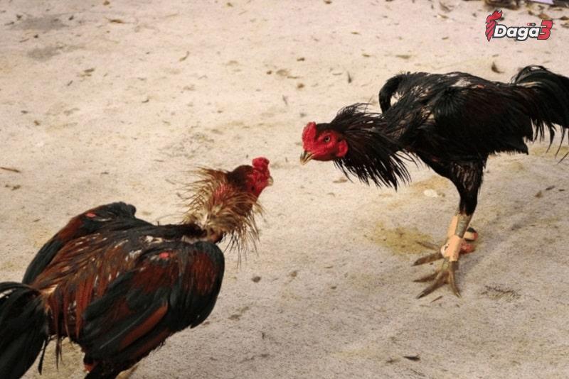 Thuốc nhỏ có tác dụng to lớn đối với gà đá