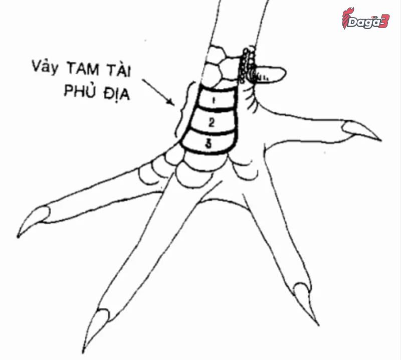 Lý do nên xem vảy gà đá
