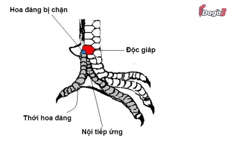 Cần lưu ý gì trong việc xem vảy gà đá